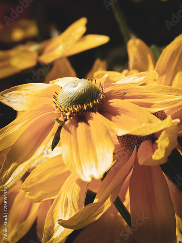 Quadro su tela Fine art close-up of a Rudbeckia flower rendered in warm golden, amber and copper tones