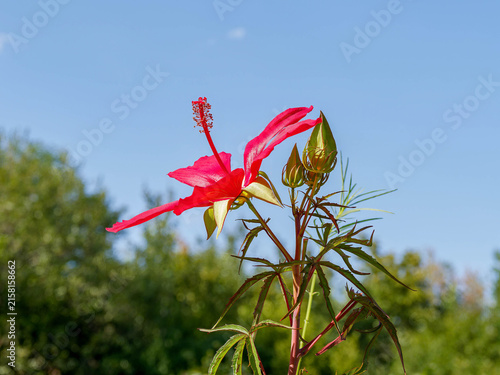 Photography Fleur d'étoile du Texas ou hibiscus écarlate (Hibiscus coccineus), pétales évasé