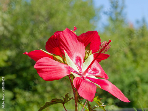 Foto Gros plan sur une fleur éphémère d'hibiscus écarlate ou Etoile du texas (Hibiscu