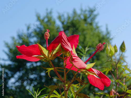Quadro su tela (Hibiscus coccineus) Fleurs d'hibiscus écarlate aux larges pétales spatulés auto