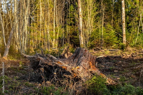 Large uprooted tree stump with exposed roots on disturbed forest ground surrounded by young deciduous trees and conifers. Sunlit woodland scene showing fallen tree remains, damaged soil and natural fo