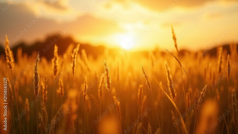 Fototapeta premium golden summer meadow at magic hour low angle view for romantic advertising and branding opportunities