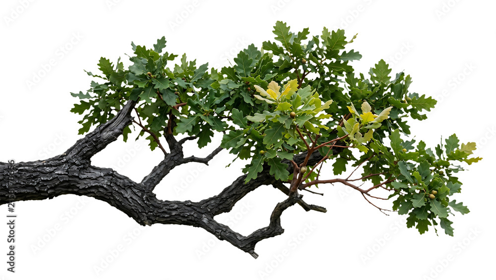 Fototapeta premium Oak Tree Quercus Branch with Acorns Isolated on Black Background