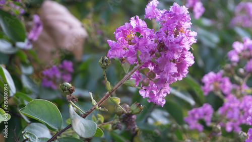 Foto Lagerstroemia indica ,crepe myrtle ,or crepefloweris a species of flowering plan