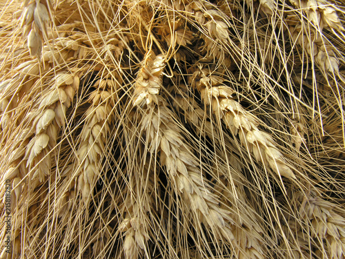closeup of freshly harvested wheat ears
