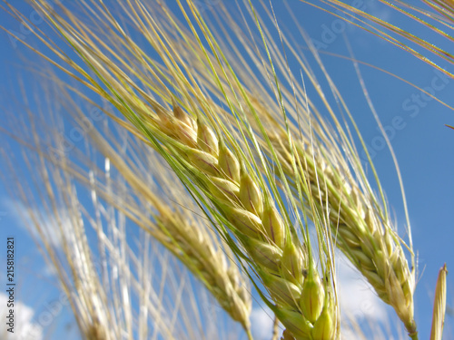 closeup of ripening wheat ears on the blue sky background at sunny summer day