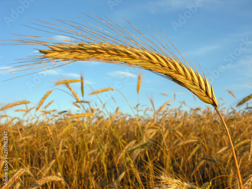  closeup of ripening wheat ear on the blue sky background at the evening