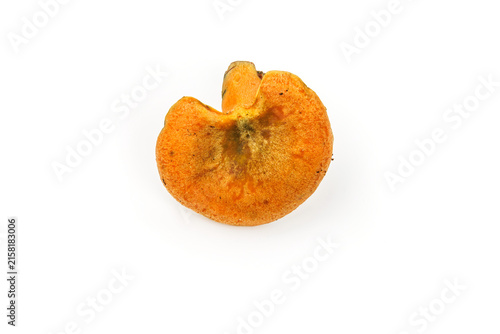 Single edible saffron milkcap mushroom, Lactarius deliciosus, viewed from above and isolated on a white background with generous copy space. 
