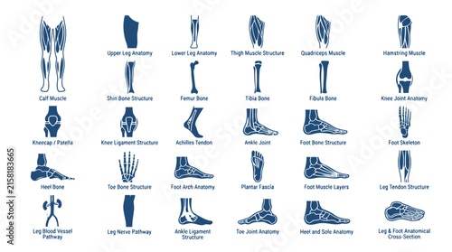 Leg human anatomy flat outline vector icons. body medical science education infographics set.