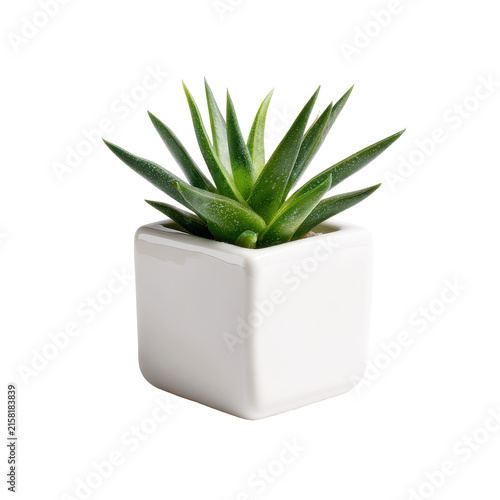 small white geometric planter featuring a miniature succulent cutout isolated cutout cutout isolated illustration on transparent background