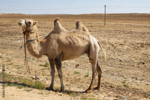 Photography A Thin Camel in Desert