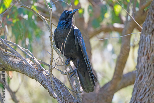 Australian Raven Perched in a Tree