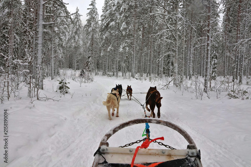 Husky dog sledding team running through snowy winter forest in Lapland, Finland; POV view of Arctic Circle dogsledding ride, winter safari tourism, cold season outdoor adventure