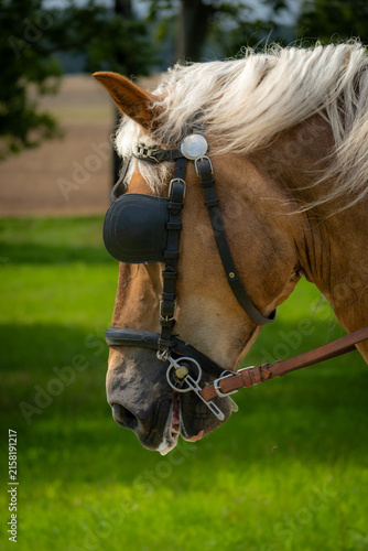 Foto Close-up profile of a brown carriage horse with a light mane wearing a leather b