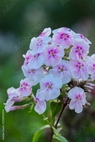 Фотография Phlox paniculata also fall phlox, garden phlox, perennial phlox,  summer phlox, and panicled phlox