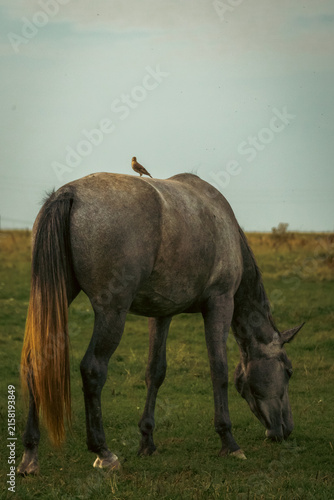 Foto Small wild bird perches on the back of a dark gray horse grazing peacefully in a