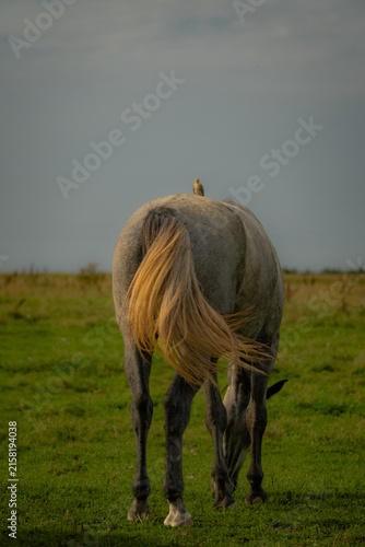 Quadro su tela Small wild bird perches on the back of a gray horse grazing in an open pasture,