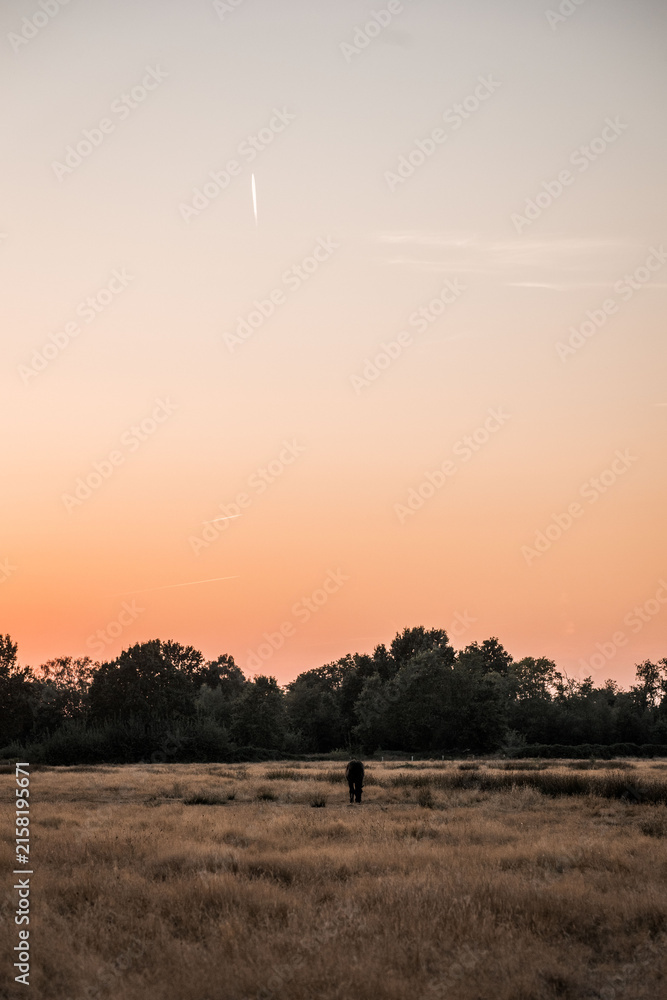 Naklejka premium Solitary person standing in a dry grass field at sunset with treeline silhouette and pastel orange sky