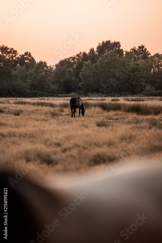 Two horses grazing in a golden meadow at sunset with blurred foreground and tree-lined horizon