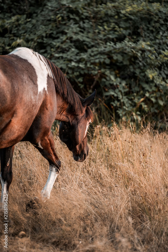 Canvas Print Brown and white pinto horse grazing in dry summer grass at the edge of dense gre