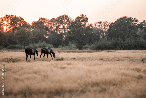 Two horses grazing in a golden dry grass meadow at sunset with silhouetted trees and warm evening light