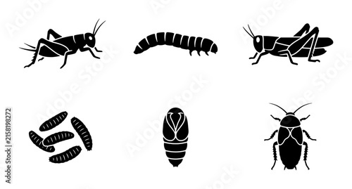 Insect Life Cycle Vector Icons: Grasshopper, Larva, Pupa, Egg, Adult