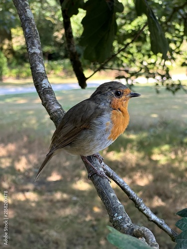 Closeup of a robin on a tree branch