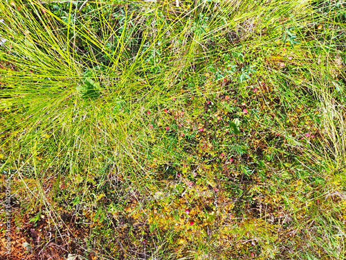 Top view of primeval northern meadow covered with dense wild sedge and green grass texture