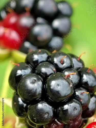 Obraz na płótnie ЕЖЕВИКА Blackberry
