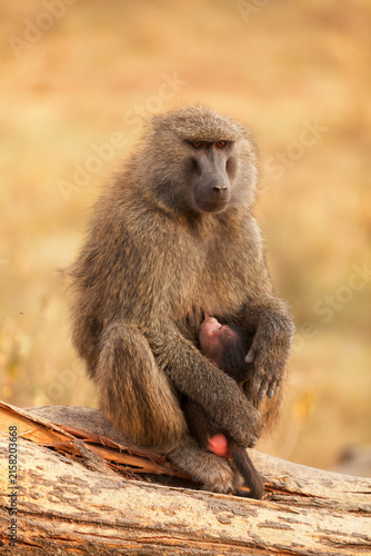Baby baboon sucking from its mother in Masai Mara, Kenya