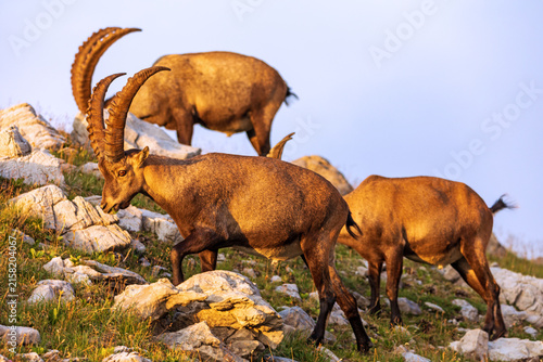 Alpensteinbock - Herde - Steinbock - Allgäu - Oberstdorf
