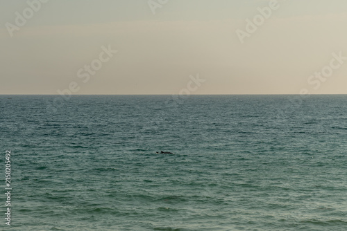 Pod of dolphins near the shore in Goleta, Santa Barbara County, Southern California