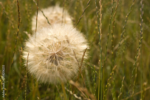 Dandelion in the grass, summer meadow.
