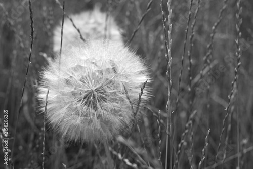 Dandelion in the grass, summer meadow.