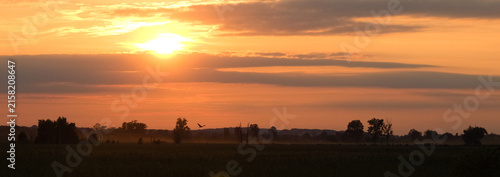 Buzzard on the sky at sunset. Sunset over the river.