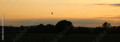 Buzzard on the sky at sunset. Sunset over the river.