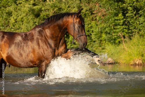 Fotografía Brauner badet im See