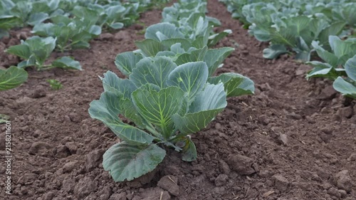 Cabbage plants are growing in neat rows in a field. The soil is brown and the plants are mostly green. The sun is shining and it is a clear day in the countryside