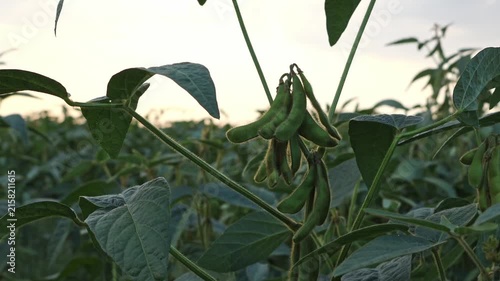 A close view of soybean plants in a field during sunset. The green pods hang on the plants. The sky shows a shift in color as day turns to night. The plants sway gently