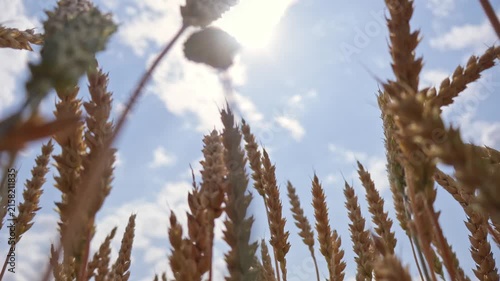 Tall wheat plants stand in a field as the sun shines above. The clear sky shows small clouds. The video captures the natural growth of crops in a rural setting
