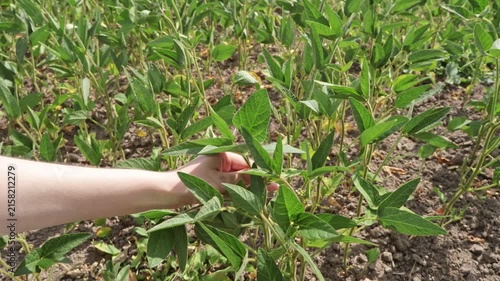 A person inspects green bean plants in a garden during spring. The hand touches the leaves to check for growth and any signs of issues in a sunlit area