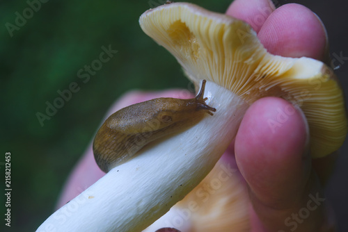 A detailed close-up shows a slug consuming a mushroom cap, the texture of its body contrasting with the smooth, slightly ridged surface of the fungus, all set against a softly blurred, verdant backdro