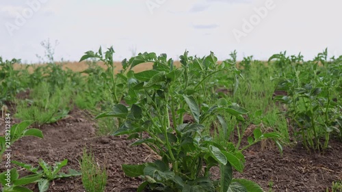 Potato plants are growing in a farm field under a clear sky. The plants are healthy and green. The field shows signs of recent planting and good soil