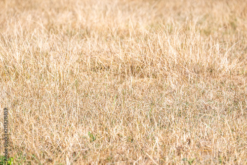 Foto Completely dried-out grassland during prolonged drought