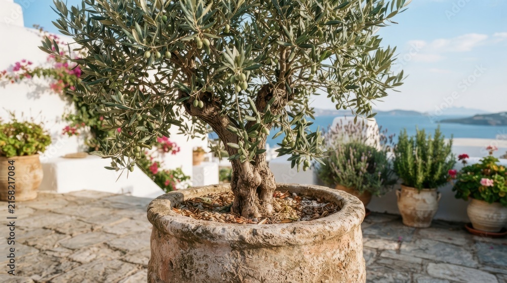 Fototapeta premium Potted olive tree on a terrace overlooking the sea