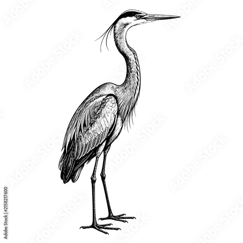 A majestic great blue heron standing tall Hand-drawn vintage engraving illustration
