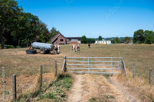Drought-stricken pasture with grazing cows and water tanker in Parike