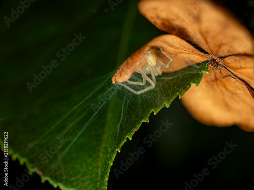 Foto Macro close up of a pale yellow spider resting inside its silky web tucked benea