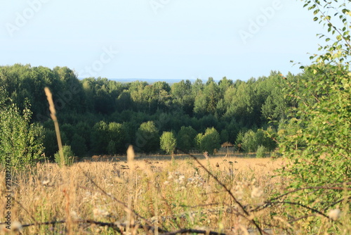 forest of northeastern Europe at the end of August
