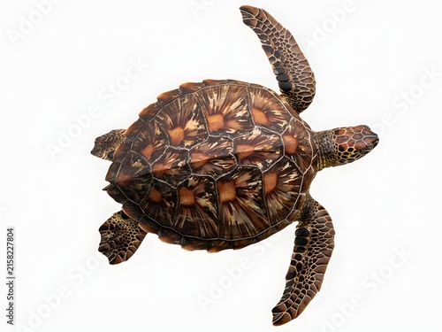 Close-up top view of a detailed tortoise shell with textured scutes and natural patterns on white background
